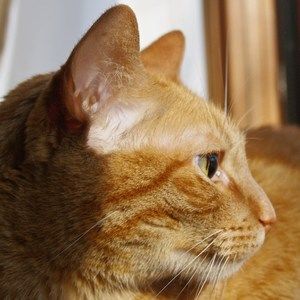 Meet your Posher, Janae